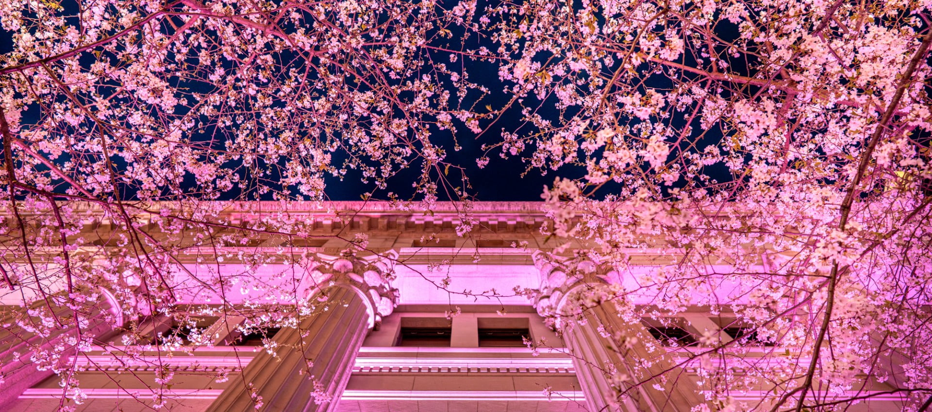 Nihonbashi Sakura Yatai